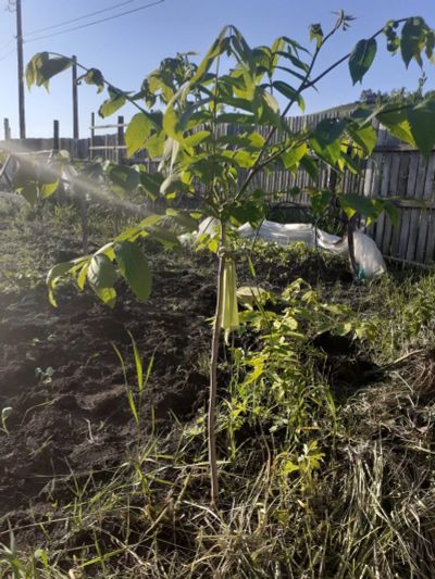 Лот: 16149906. Фото: 1. Орех Маньчжурский 5-лет. Продажа... Фрукты и орехи