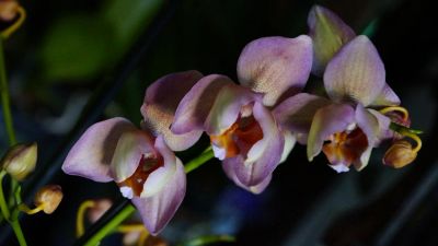 Лот: 6385261. Фото: 1. Орхидея Phalaenopsis 2 стрелы... Горшечные растения и комнатные цветы