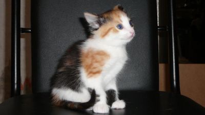 Лот: 7455091. Фото: 1. ну очень общительная девочка. Кошки, котята
