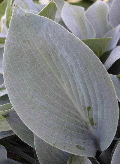 Лот: 4267624. Фото: 1. хоста 'Хальцион' (hosta 'Halcyon... Садовые цветы