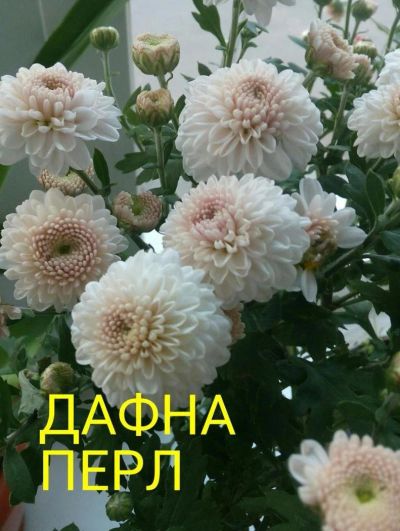 Лот: 8880553. Фото: 1. Дофна перил. Садовые цветы