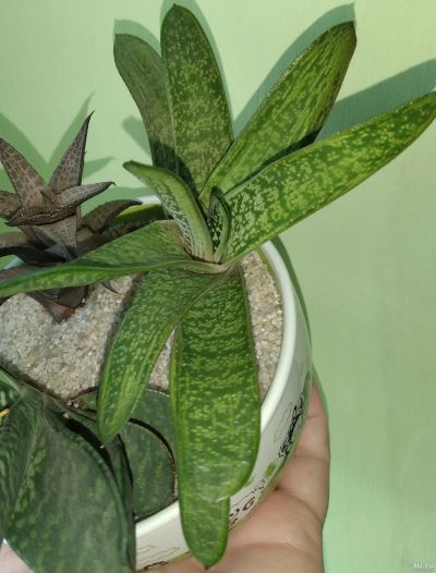 Лот: 11956804. Фото: 1. Гастерия Литл Варти Gasteria batesiana... Горшечные растения и комнатные цветы