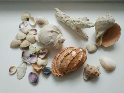 Лот: 11446079. Фото: 1. Ракушки. Грунты, украшения, наполнения