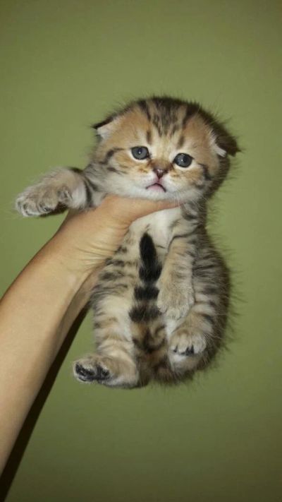 Лот: 8661570. Фото: 1. Котенок шотландской вислоухой. Кошки, котята