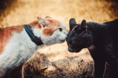 Лот: 4042853. Фото: 1. Яша Трояшкин ищет самых лучших... Кошки, котята