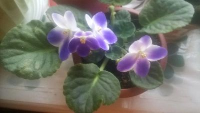 Лот: 8698612. Фото: 1. Фиалка Valeska Blue. Горшечные растения и комнатные цветы