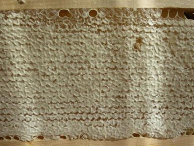 Лот: 1253530. Фото: 1. Мед в сотах. Рамки. Мёд, продукты пчеловодства
