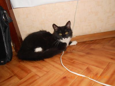 Лот: 3993081. Фото: 1. Кошка. Кошки, котята