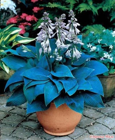 Лот: 11068308. Фото: 1. Хоста хальцион (Hosta Halcyon). Садовые цветы