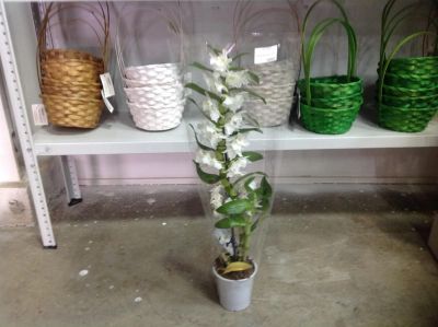 Лот: 7992466. Фото: 1. Орхидея дендробиум на один ствол... Горшечные растения и комнатные цветы