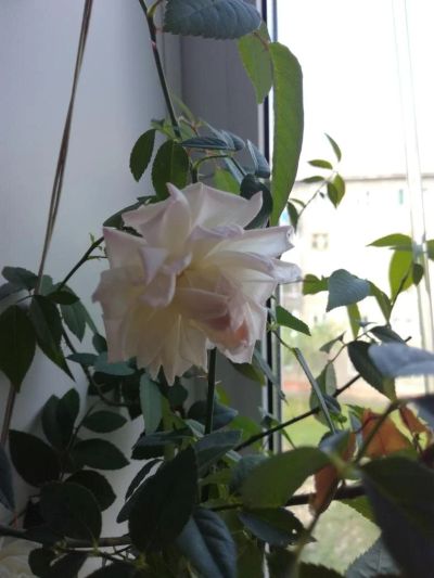 Лот: 9943869. Фото: 1. Роза нежно розовая. Горшечные растения и комнатные цветы