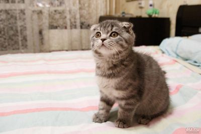 Лот: 8425945. Фото: 1. Шотландская кошечка 4 месяца. Кошки, котята