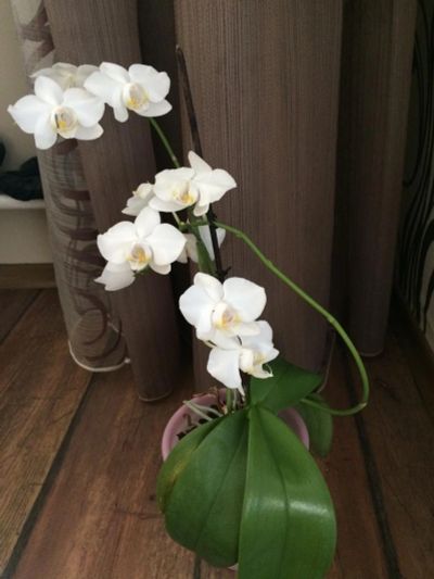 Лот: 6603952. Фото: 1. Орхидея фаленопсис Цветет Белая. Горшечные растения и комнатные цветы