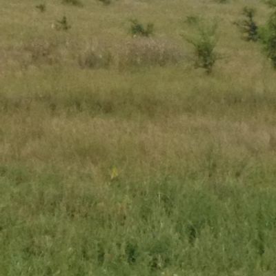 Лот: 7955296. Фото: 1. Участок Рябинино. Земельные участки