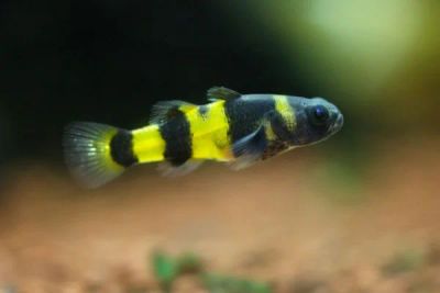 Лот: 7223851. Фото: 1. Брахигобиус "Пчелка"(Brachygobius... Рыбки