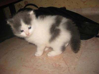 Лот: 3215929. Фото: 1. Отдам плюшевых котят. Кошки, котята