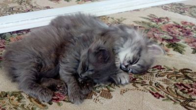 Лот: 5627998. Фото: 1. Отдам котят в хорошие руки!. Кошки, котята