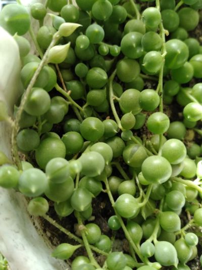 Лот: 9449715. Фото: 1. Крестовник Роули (Senecio rowleyanus... Горшечные растения и комнатные цветы