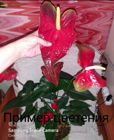 Лот: 24680061. Фото: 1. Антуриум "Дакота" старая. Горшечные растения и комнатные цветы