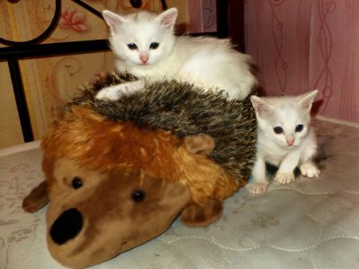 Лот: 4810956. Фото: 1. Ангорские котята (белые, пушистые... Кошки, котята