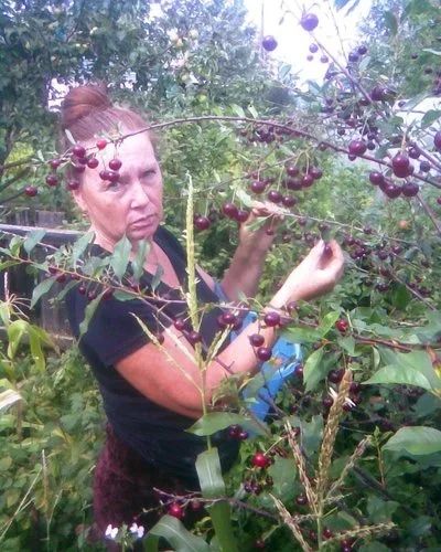 Лот: 8651324. Фото: 1. Саженцы вишня "Владимирская". Фрукты и орехи