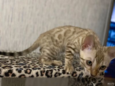 Лот: 15230702. Фото: 1. Котенок Снежного бенгала. Кошки, котята
