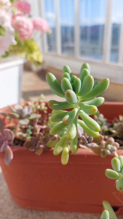 Лот: 19282656. Фото: 1. Седум pachyphyllum. Горшечные растения и комнатные цветы
