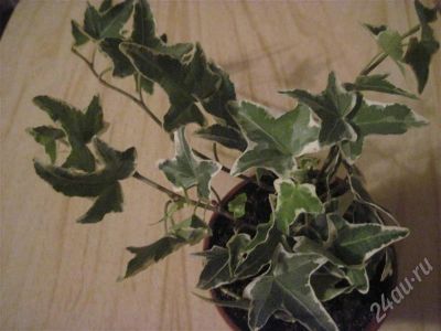Лот: 544252. Фото: 1. Плющ Hedera variegata. Горшечные растения и комнатные цветы