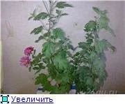Лот: 93312. Фото: 1. Хризантема. Горшечные растения и комнатные цветы