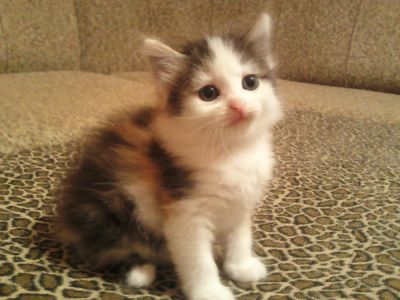Лот: 4374221. Фото: 1. Милые котята. Кошки, котята