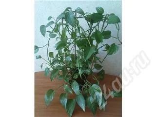 Лот: 36926. Фото: 1. вьющееся растение. Красноярск