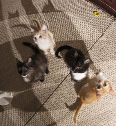 Лот: 6167339. Фото: 1. Котята. Кошки, котята