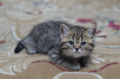 Лот: 11113184. Фото: 1. Шотландская прямоухая (скоттиш... Кошки, котята