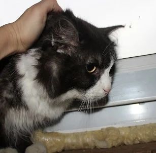 Лот: 3476910. Фото: 1. Красивая пушистая кошка Лера. Кошки, котята
