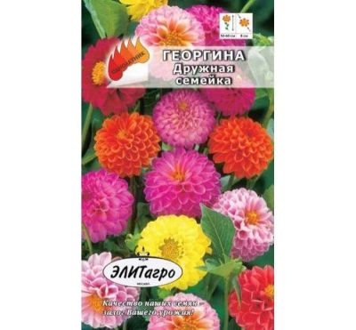 Лот: 11024121. Фото: 1. .Георгина шаров.Дружная семейка... Садовые цветы