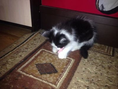 Лот: 7850086. Фото: 1. отдам котенка. Кошки, котята
