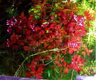 Лот: 5933130. Фото: 1. Ludwigia "super red". Водные растения