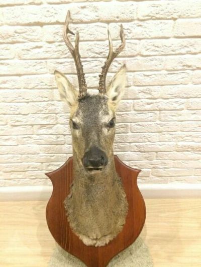 Лот: 8518079. Фото: 1. Голова косули. Чучела животных, рога, шкуры