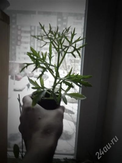 Лот: 2089794. Фото: 1. Суккулент.Каланхоэ кьюсское. Продам... Горшечные растения и комнатные цветы