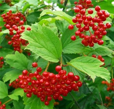 Лот: 4223262. Фото: 1. куст калины. Другое (семена, рассада, садовые растения)