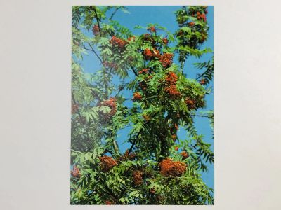 Лот: 23297370. Фото: 1. Красная рябина. Открытка. 1995-2000. Открытки, конверты