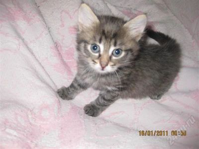 Лот: 718553. Фото: 1. Отдам котёночка. Остальные животные