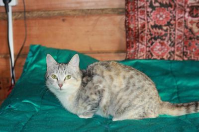 Лот: 3331581. Фото: 1. Очень ласковая молодая кошечка. Кошки, котята