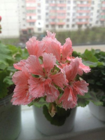 Лот: 9895915. Фото: 1. Гвоздичная пеларгония Pukin kili. Горшечные растения и комнатные цветы
