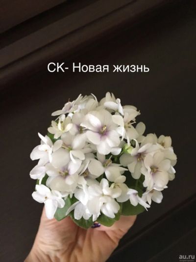 Лот: 12824565. Фото: 1. Мини фиалка СК-Новая жизнь (лист... Горшечные растения и комнатные цветы
