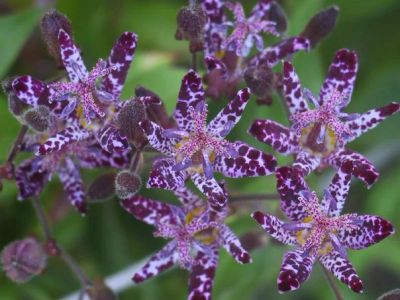 Лот: 6704909. Фото: 1. Tricyrtis hirta var. Masamunei... Другое (семена, рассада, садовые растения)