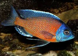 Лот: 5132997. Фото: 1. Копадихромис Каданго (Copadichromis... Рыбки