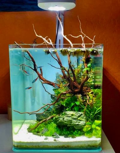 Лот: 10681205. Фото: 1. Коряга Driftwood XS 1 шт (nano... Грунты, украшения, наполнения