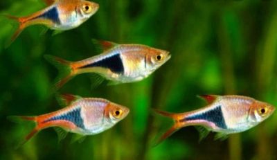 Лот: 18141198. Фото: 1. Расбора Клинопятнистая(Rasbora... Рыбки