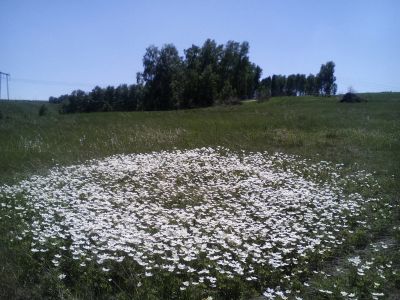 Лот: 14982712. Фото: 1. Земля в Солонцах обмен на гараж... Земельные участки